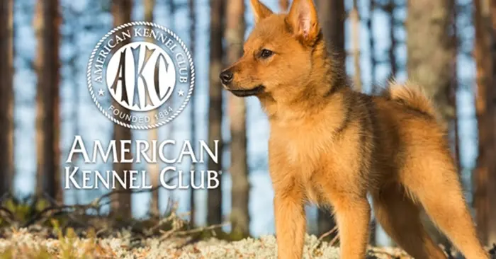 American Kennel Club cau lac bo cho keng
