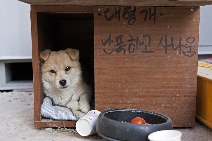 75+ Tên Chó Bằng Tiếng Hàn Hay Nhất, Gợi Ý Đặt Tên Chó Tiếng Hàn Quốc