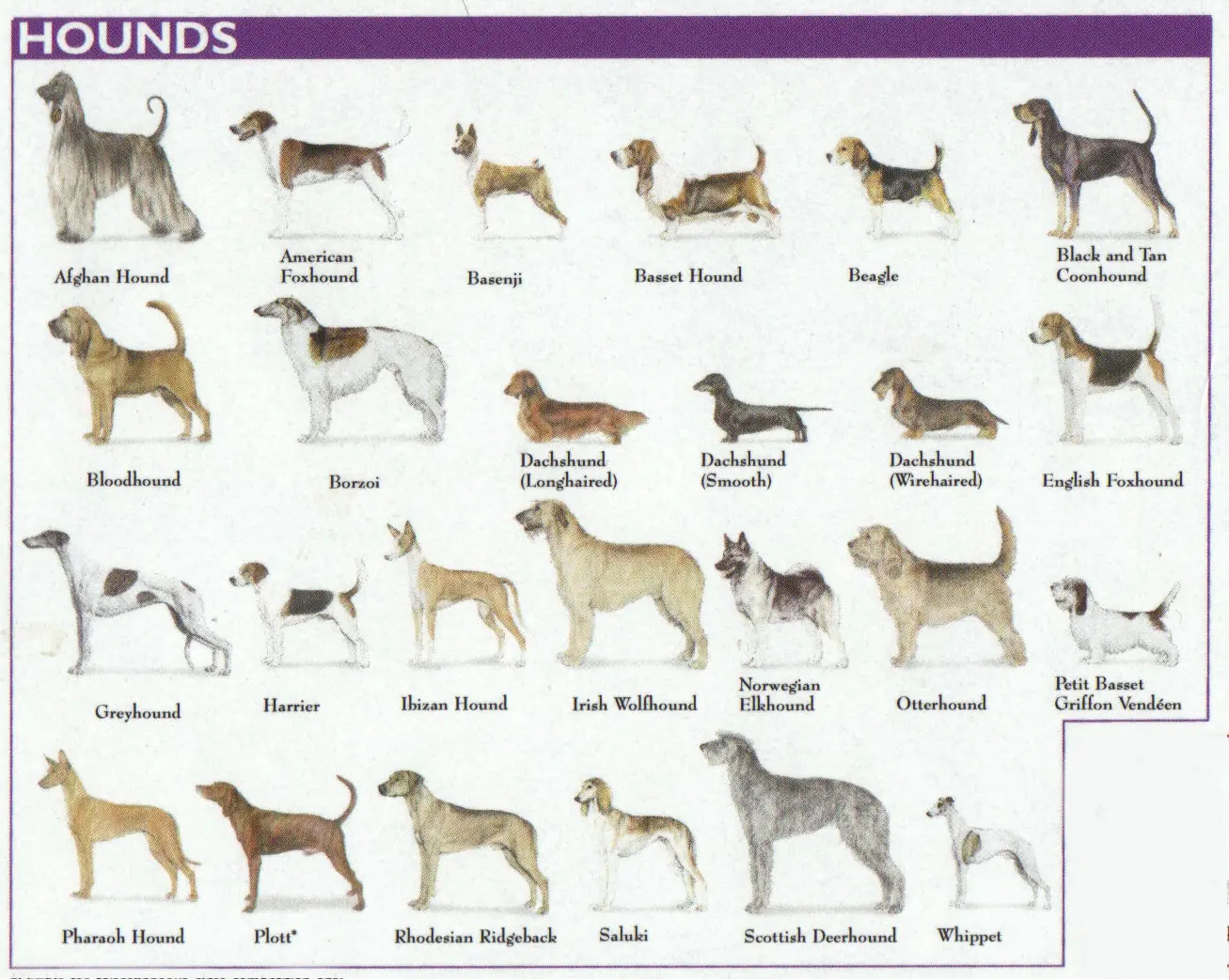 hounds dog breed chart 3