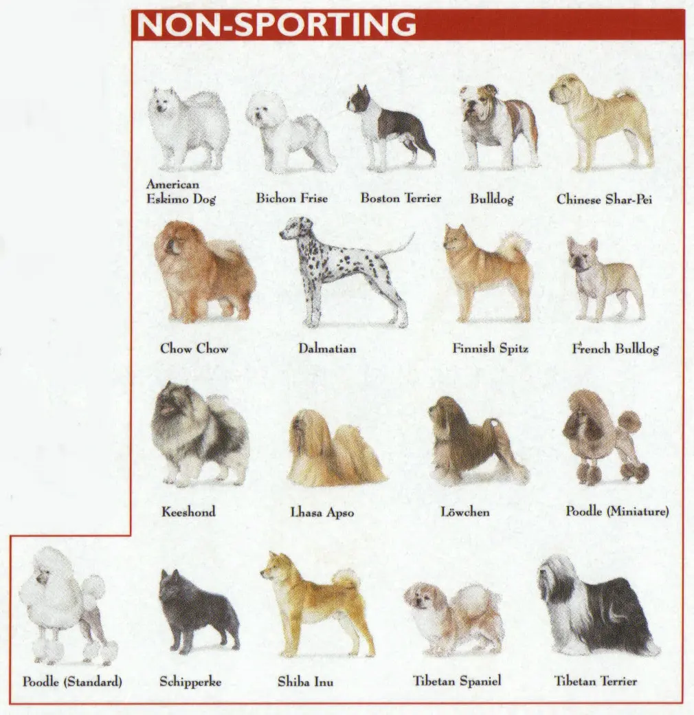 non sporting breeds chart 6