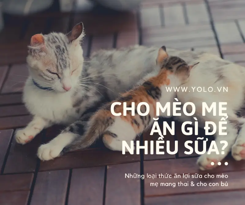 Nên Cho Mèo Mẹ Ăn Gì Để Có Nhiều Sữa? Gợi Ý 4 Thực Đơn Lợi Sữa Cho Mèo Mẹ • YOLO Pet Shop