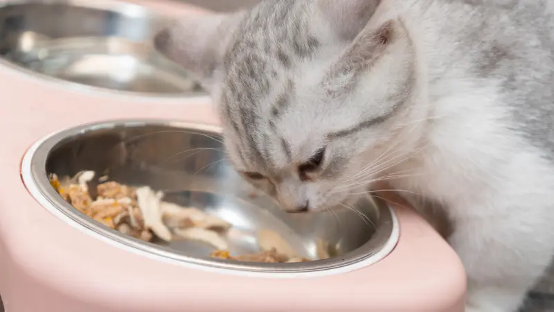 Lịch Tẩy Giun Cho Mèo Con Sơ Sinh Đến Trưởng Thành [✔KHOA HỌC] • YOLO Pet Shop