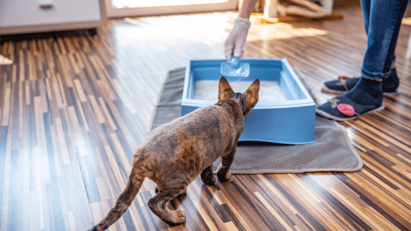 Cách Khử Mùi Hôi Chó Mèo, Vật Nuôi Trong Nhà 100% Hiệu Quả • YOLO Pet Shop