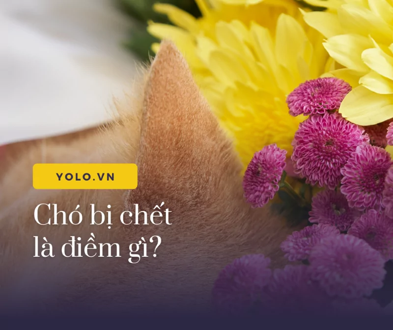 Chó Bị Chết Là Điềm Gì? Giải Mã 10 Điềm Báo Tốt Xấu Khi Chó Chết • YOLO Pet Shop