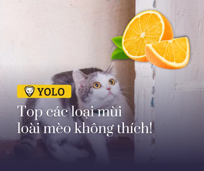 Mèo Sợ Mùi Gì? Top 9 Mùi Hương Mà Loài Mèo Không Thích! • YOLO Pet Shop
