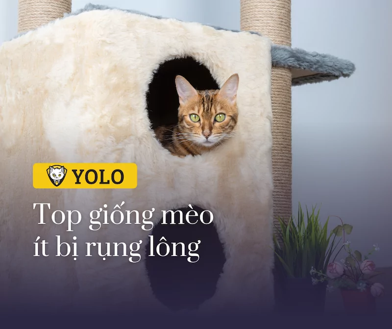 Top 11 Giống Mèo Ít Rụng Lông Cho Người Bị Dị Ứng • YOLO Pet Shop