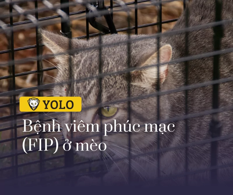 Bệnh Viêm Phúc Mạc Ở Mèo - FIP (Feline Infectious Peritonitis) - Nguyên Nhân & Các Hướng Điều Trị! • YOLO Pet Shop