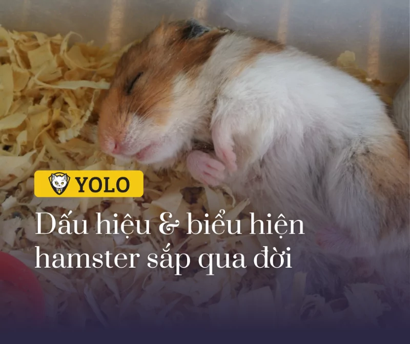 5 Dấu Hiệu Chuột Hamster Sắp Chết - Nhận Biết Triệu Chứng & Cách Xử Lý! • YOLO Pet Shop