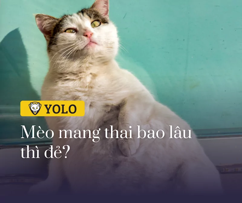 Mèo Mang Thai Bao Lâu Thì Đẻ? Dấu Hiệu Nhận Biết & Cách Chăm Sóc Mèo Bầu • YOLO Pet Shop