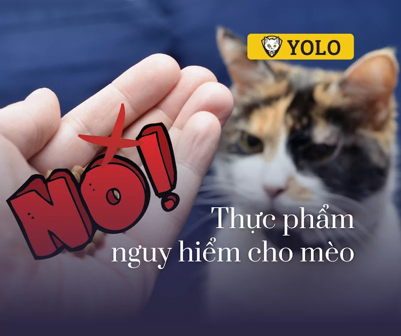 13 Loại Thực Phẩm Nguy Hiểm Cho Mèo - Cần Lưu Ý Tránh Xa • YOLO Pet Shop