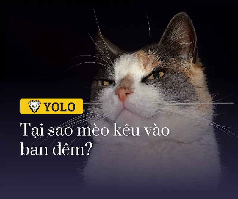 Tại Sao Mèo Kêu Vào Ban Đêm? 7 Nguyên Nhân & Cách Trị Mèo Kêu Gào Ban Đêm • YOLO Pet Shop
